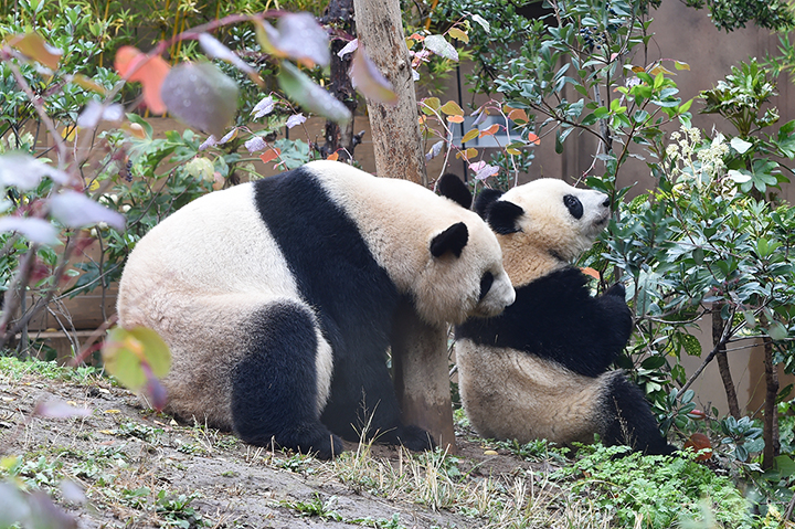 秋深まる上野動物園、パンダも元気に屋外へ | 上野が、すき。