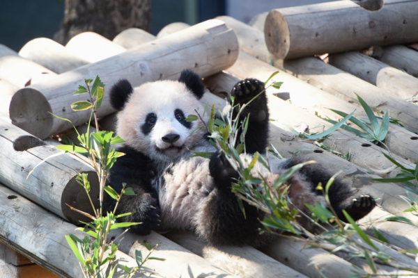 上野動物園　パンダ　写真集　すくすく、シャンシャン　限定品 アルバム 限定品 上野動物園 パンダ 写真集 すくすく シャンシャン フォト