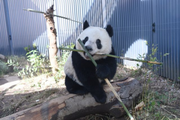 上野動物園　抱っこシャンシャン　美品！早い者勝ち！最安値！本日のみ！激安！ 上野動物園 抱っこシャンシャン 大きなぬいぐるみ big パンダ 香