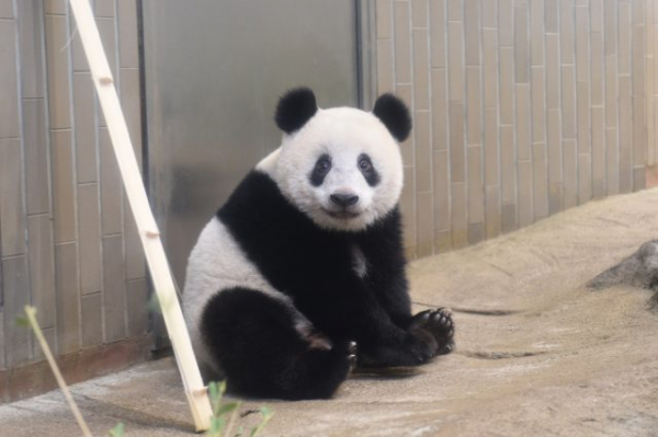上野動物園　抱っこシャンシャン　美品！早い者勝ち！最安値！本日のみ！激安！ 上野動物園 抱っこシャンシャン 美品！早い者勝ち！最安値！本日