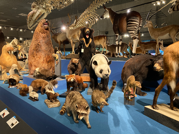 立体カプセル百科事典 ツノのある動物図鑑 国立科学博物館 大
