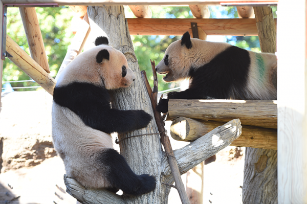 上野動物園［公式］ على X: 