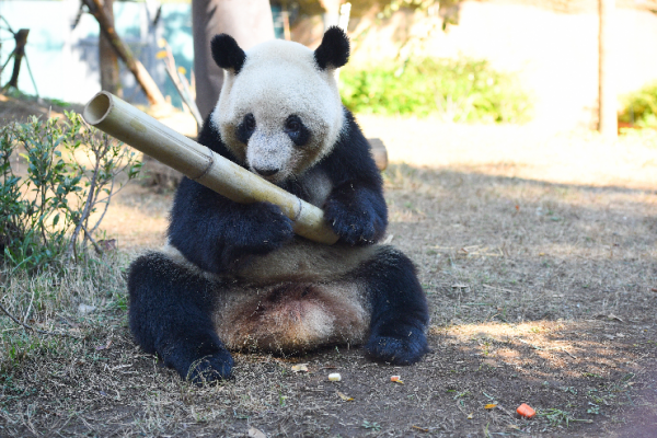 上野動物園】双子のパンダ、すくすく成長中！ | 上野が、すき。