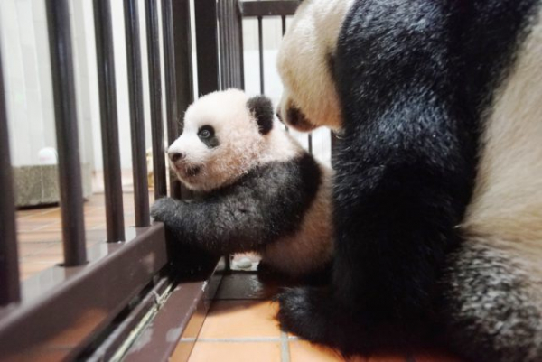 上野動物園　抱っこシャンシャン　美品！早い者勝ち！最安値！本日のみ！激安！ 上野動物園［公式］ on X: 
