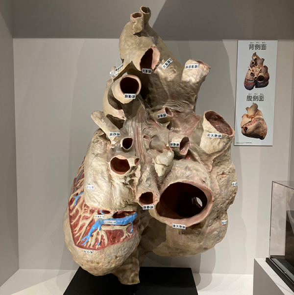 国立科学博物館】特別展「大哺乳類展3 わけてつなげて大行進 国立科学博物館】特別展「大哺乳類展3 わけてつなげて大行進