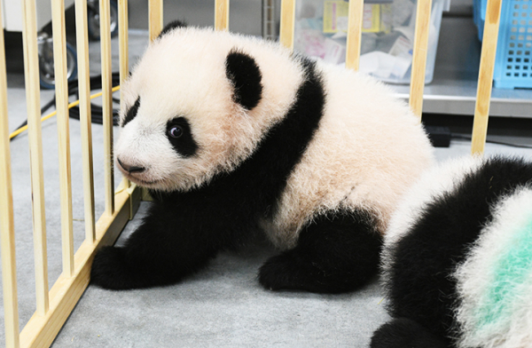 Amazon.co.jp: 上野動物園 シャンシャン シャオシャオ レイレイ