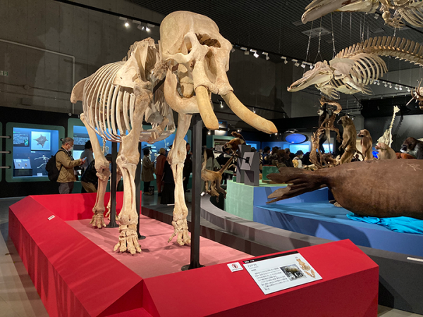 国立科学博物館】特別展「大哺乳類展3 わけてつなげて大行進 国立科学博物館】特別展「大哺乳類展3 わけてつなげて大行進