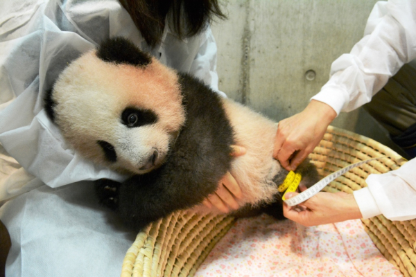 上野動物園　抱っこシャンシャン　美品！早い者勝ち！最安値！本日のみ！激安！ 抱っこ シャンシャン ぬいぐるみ（上野動物園 抱っこ