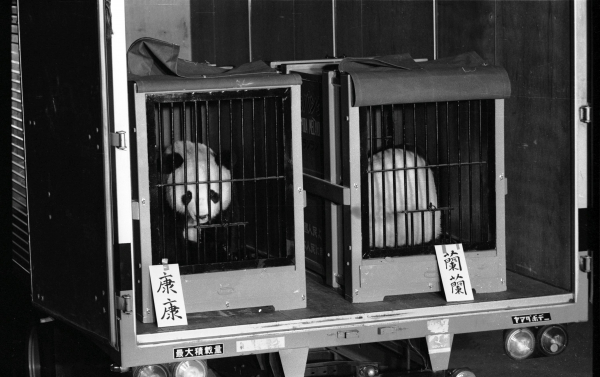 ジャイアントパンダカンカン(康康) パネル写真