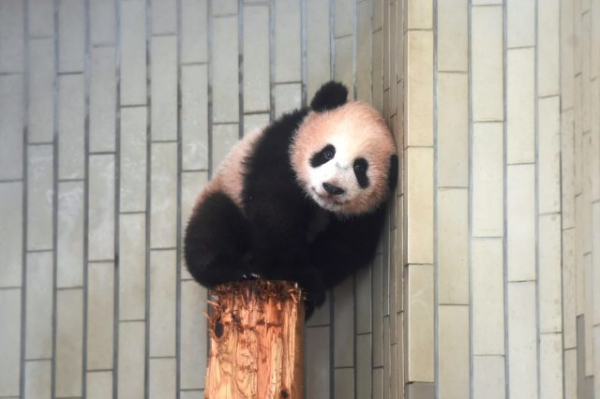 230609_xiang_h1_obi.jpg?v=