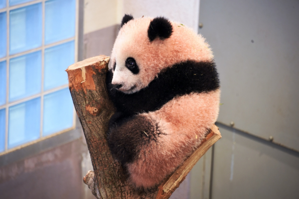 ☆.・:*ブランケット シャンシャン 2020 結え 上野動物園 パンダ